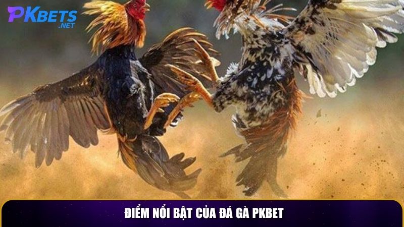Điểm nổi bật của đá gà PKBET