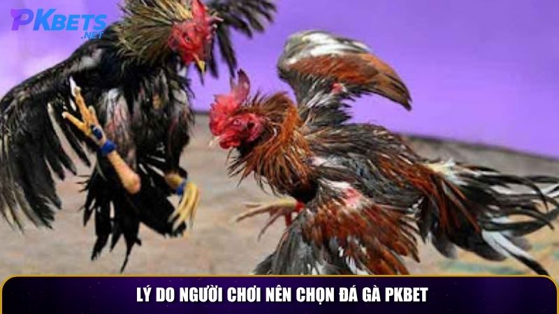 Lý do người chơi nên chọn đá gà PKBET