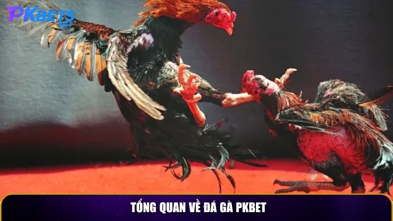 Tổng quan về đá gà PKBET